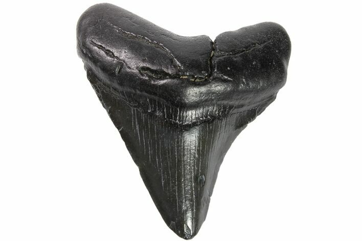 Juvenile Megalodon Tooth - Georgia #151500